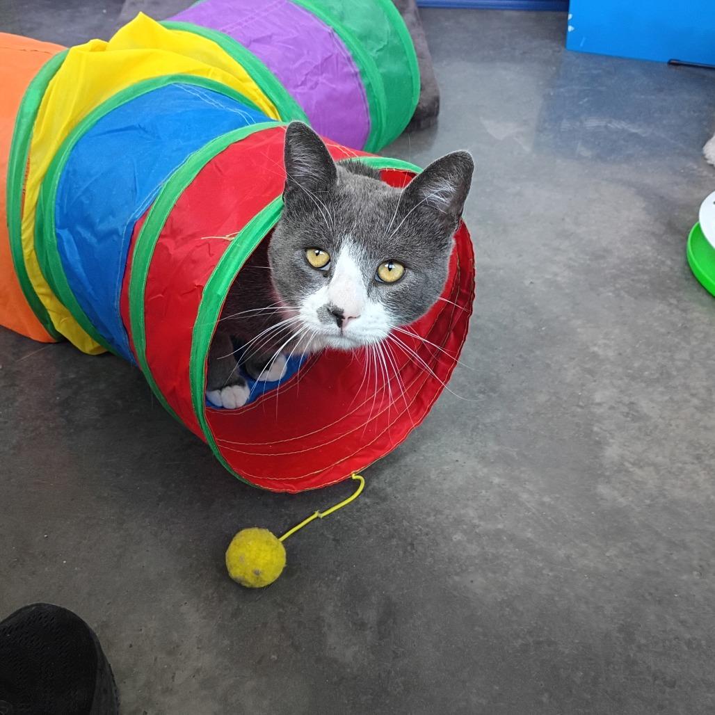 Mr. Greyson, Adoptable, Adult Male Domestic Short Hair.