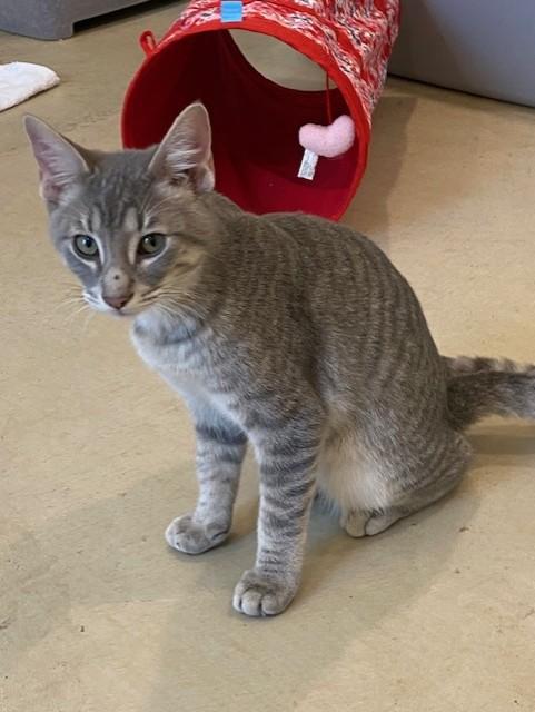 Sabretooth , adopted, Young Male Domestic Short Hair.