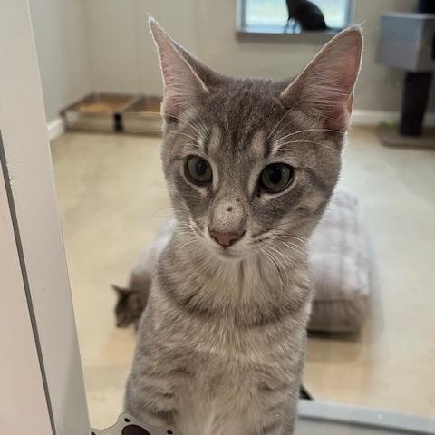 Enlarge Sabretooth , an adopted Domestic Short Hair in Henrietta, TX image 2/2