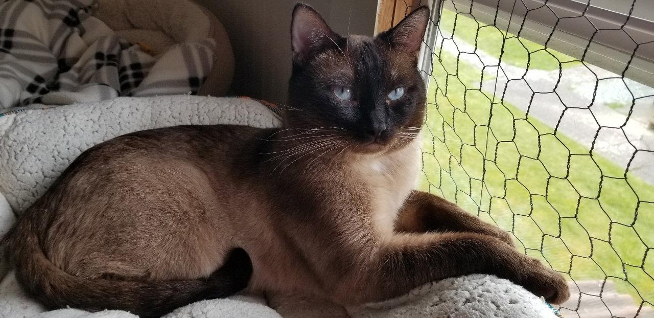 Simon, a Adoptable Siamese in Anacortes, WA image 1/3