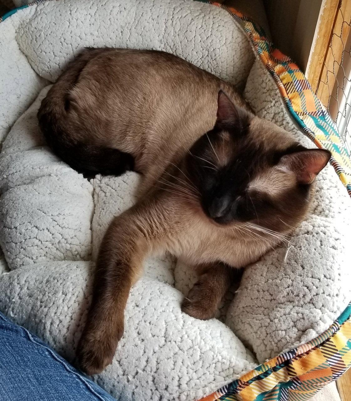 Simon, a Adoptable Siamese in Anacortes, WA image 2/3