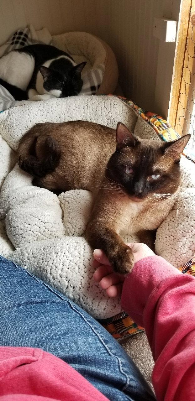 Simon, a Adoptable Siamese in Anacortes, WA image 3/3