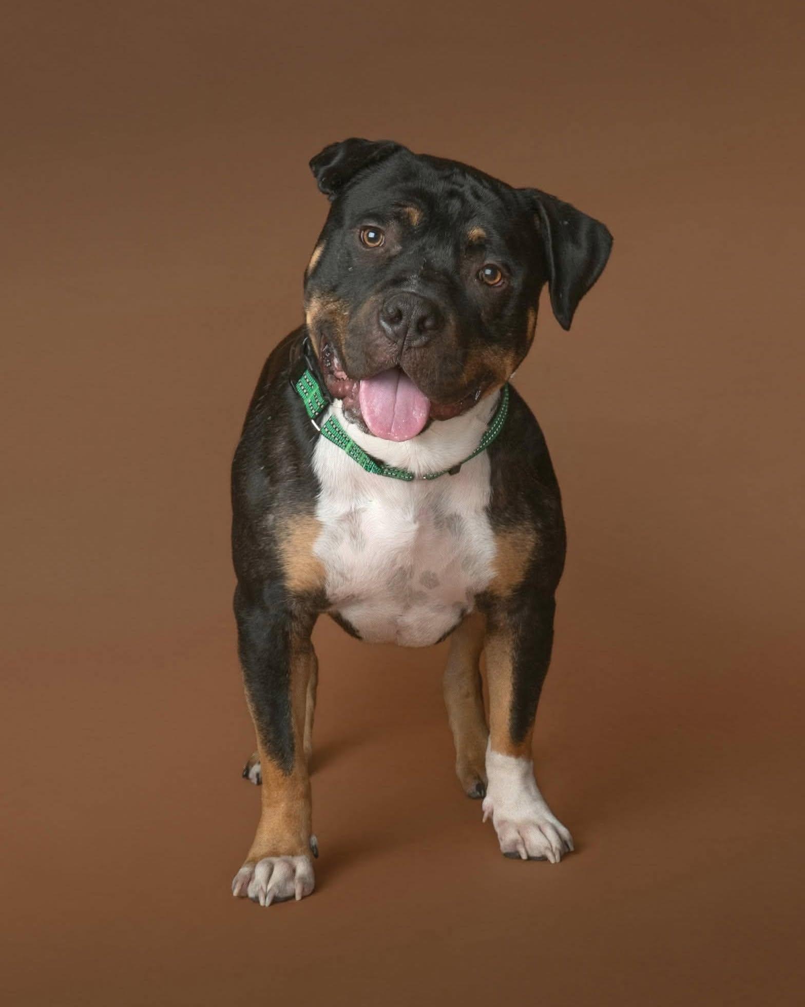 Enlarge Hank, a Adopted American Bully in Macomb, IL image 1/4
