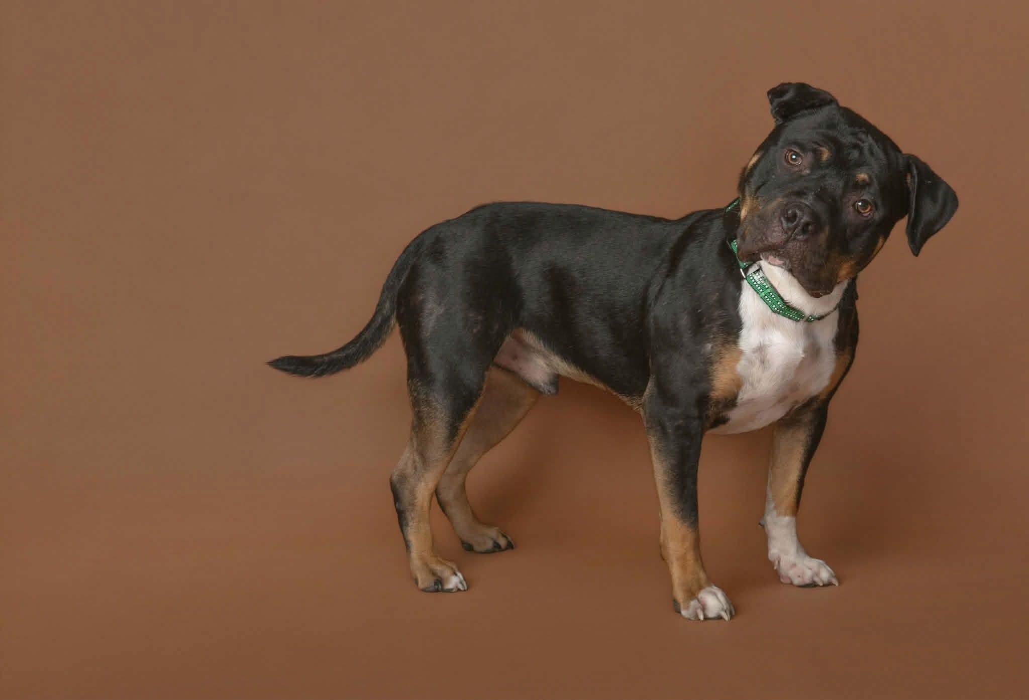 Enlarge Hank, a Adopted American Bully in Macomb, IL image 3/4