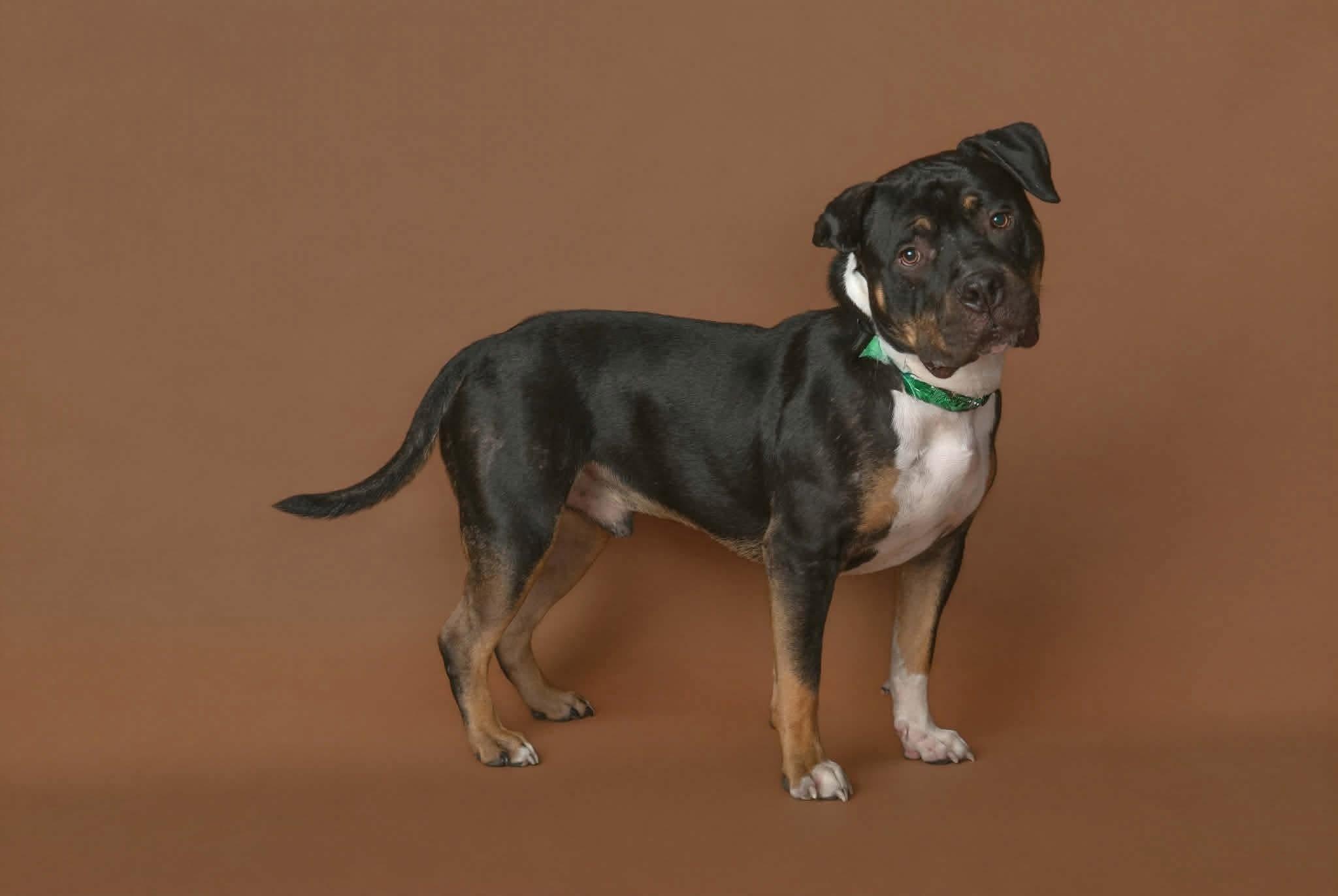 Enlarge Hank, a Adopted American Bully in Macomb, IL image 4/4