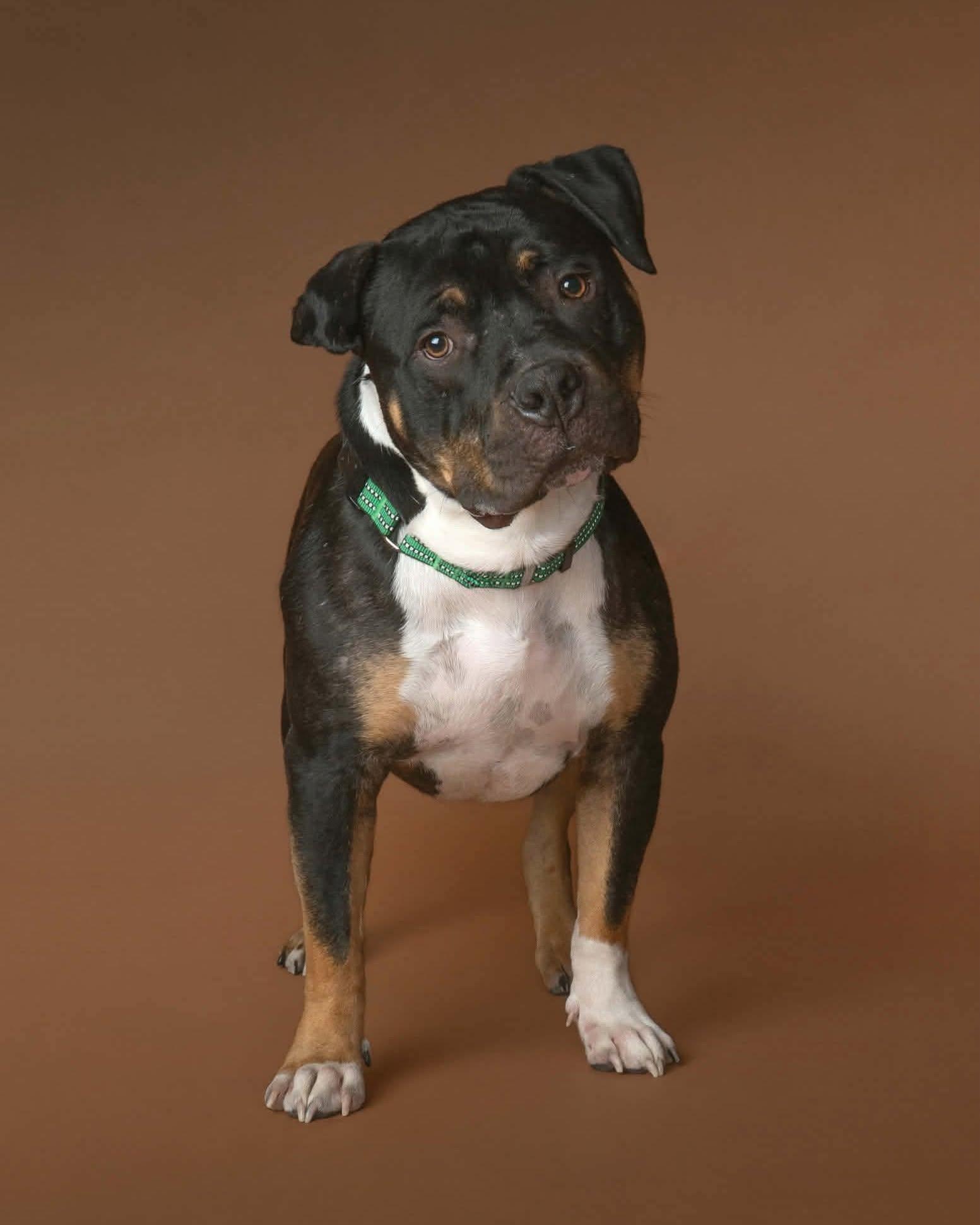 Enlarge Hank, a Adopted American Bully in Macomb, IL image 2/4