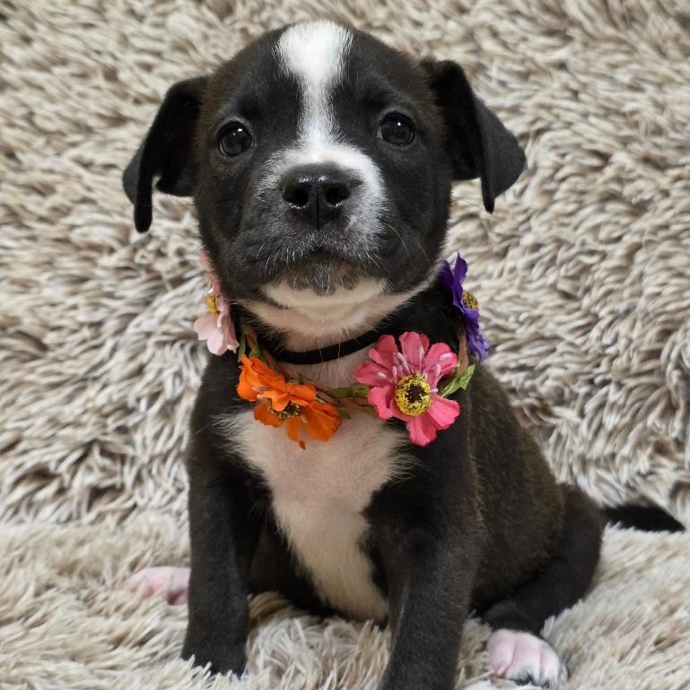 Lola Bunny, Adoptable, Puppy Female Mixed Breed.
