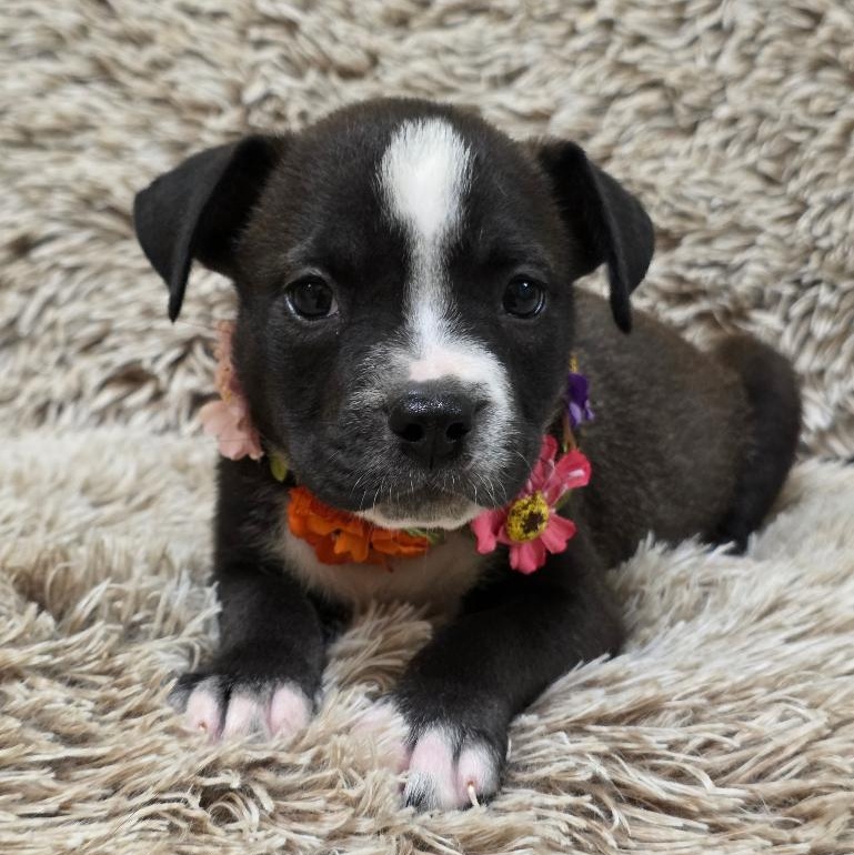 Enlarge Lola Bunny, a Adoptable Mixed Breed in Phenix City, AL image 3/5