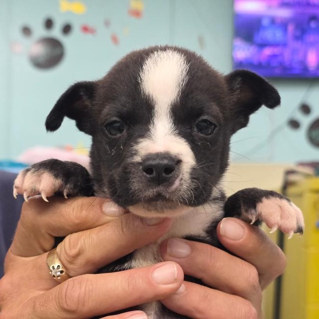 Enlarge Lola Bunny, a Adoptable Mixed Breed in Phenix City, AL image 5/5