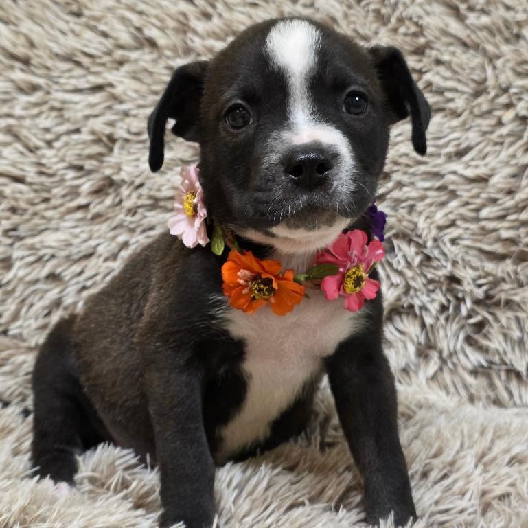 Enlarge Lola Bunny, a Adoptable Mixed Breed in Phenix City, AL image 2/5