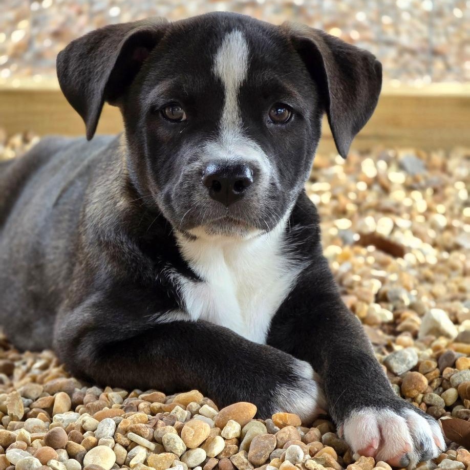 Lola Bunny, Adoptable, Puppy Female Mixed Breed.