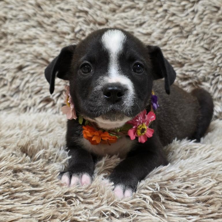 Enlarge Lola Bunny, a Adoptable Mixed Breed in Phenix City, AL image 4/5