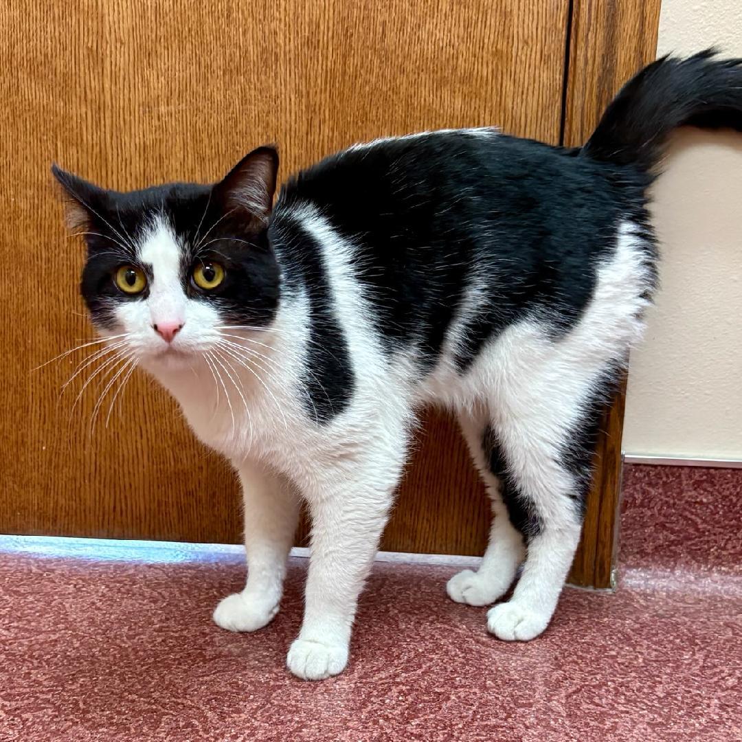 Eddie, adopted, Adult Male Domestic Short Hair.