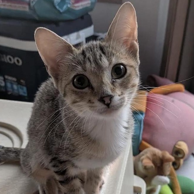 Enlarge Wren, a Adoptable American Shorthair in Plymouth, MN image 1/1