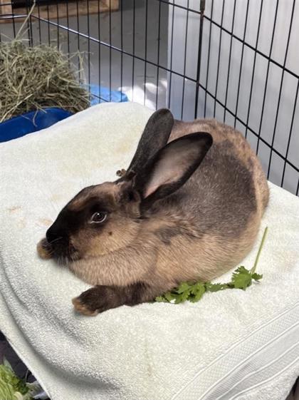 Maple, a Adoptable Bunny Rabbit in Montreal, QC image 3/3