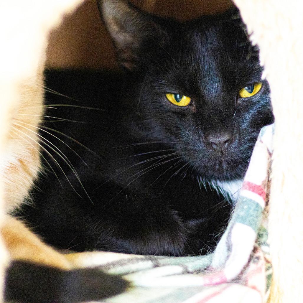 Enlarge Zircon, a Adoptable Domestic Short Hair in Wilmington, DE image 1/2
