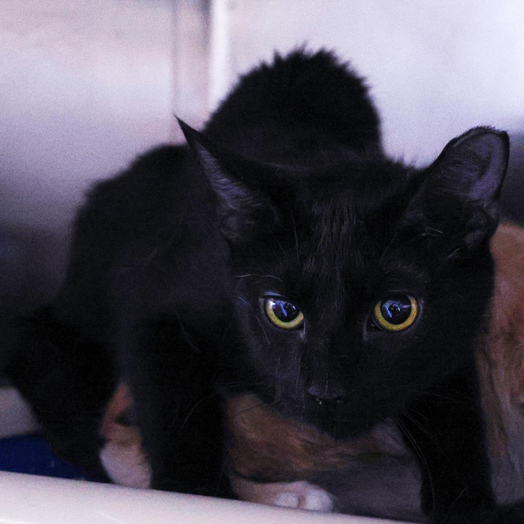 Enlarge Zircon, a Adoptable Domestic Short Hair in Wilmington, DE image 2/2