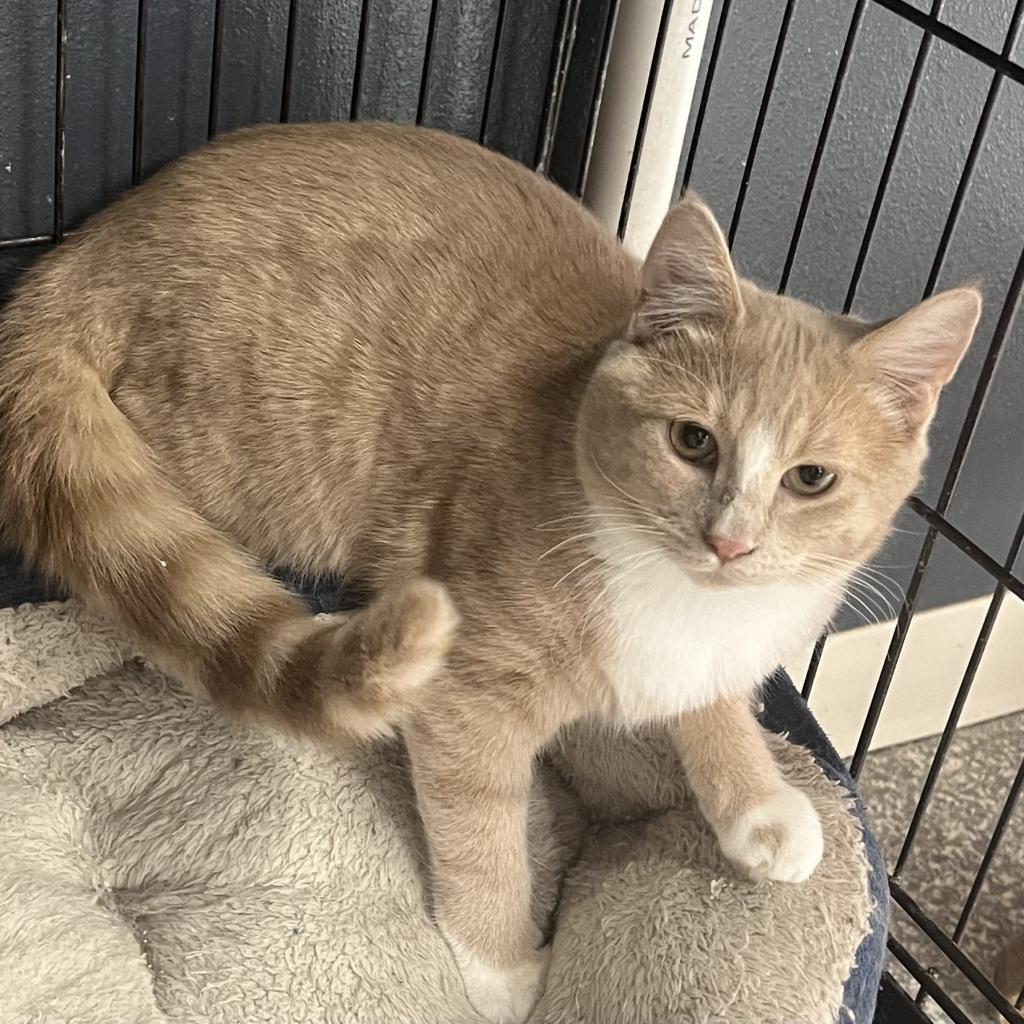 Percy, Adoptable, Adult Male Domestic Short Hair.