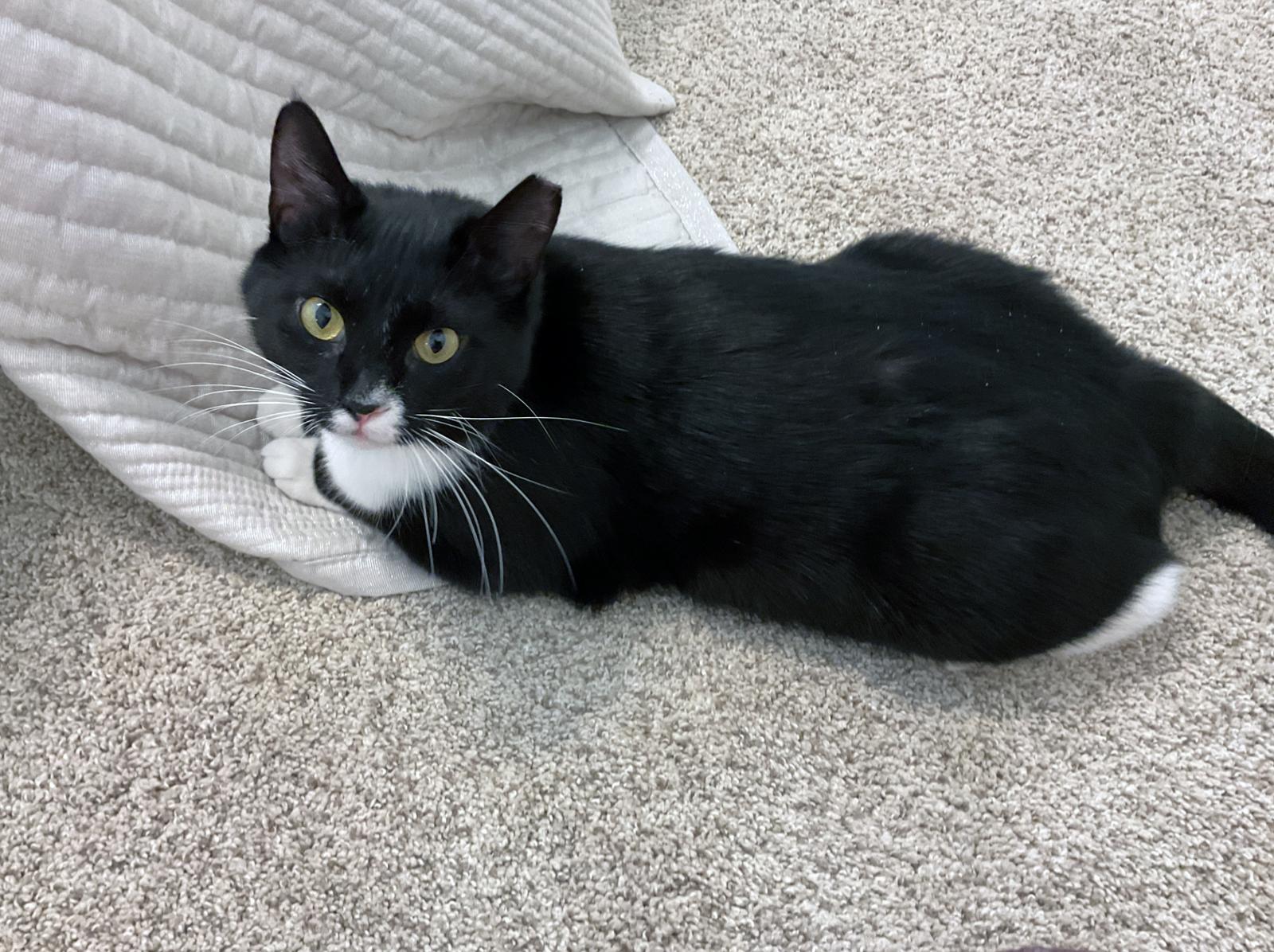 Chancie, Adoptable, Young Female Tuxedo & Domestic Short Hair.