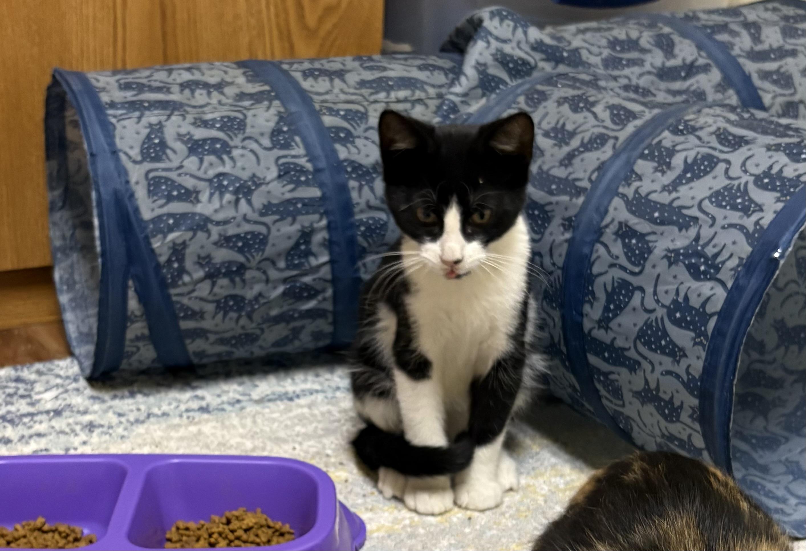 Enlarge Panda, a Adoptable Domestic Short Hair in Faribault, MN image 1/1