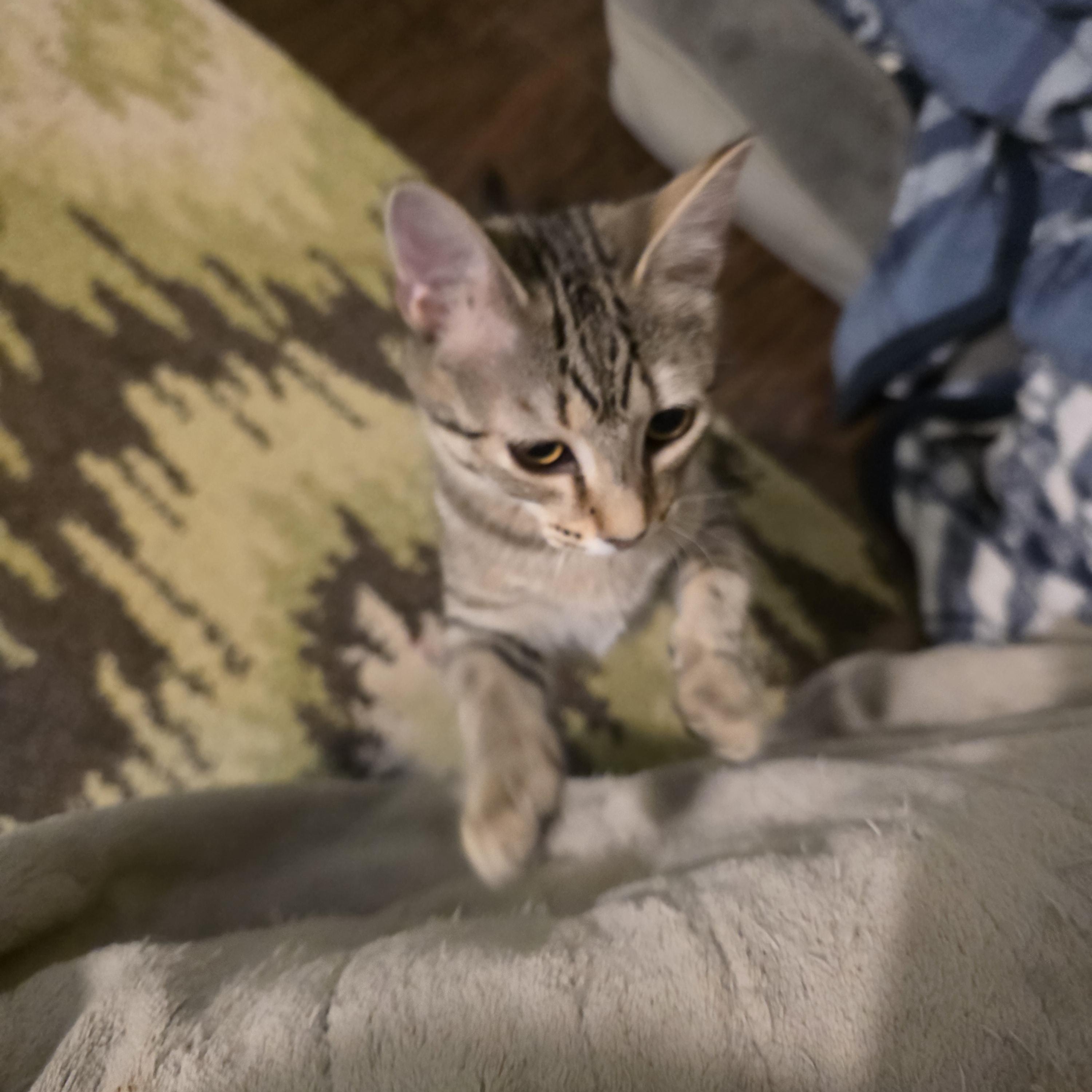 Martha, Adopted, Young Female American Shorthair.