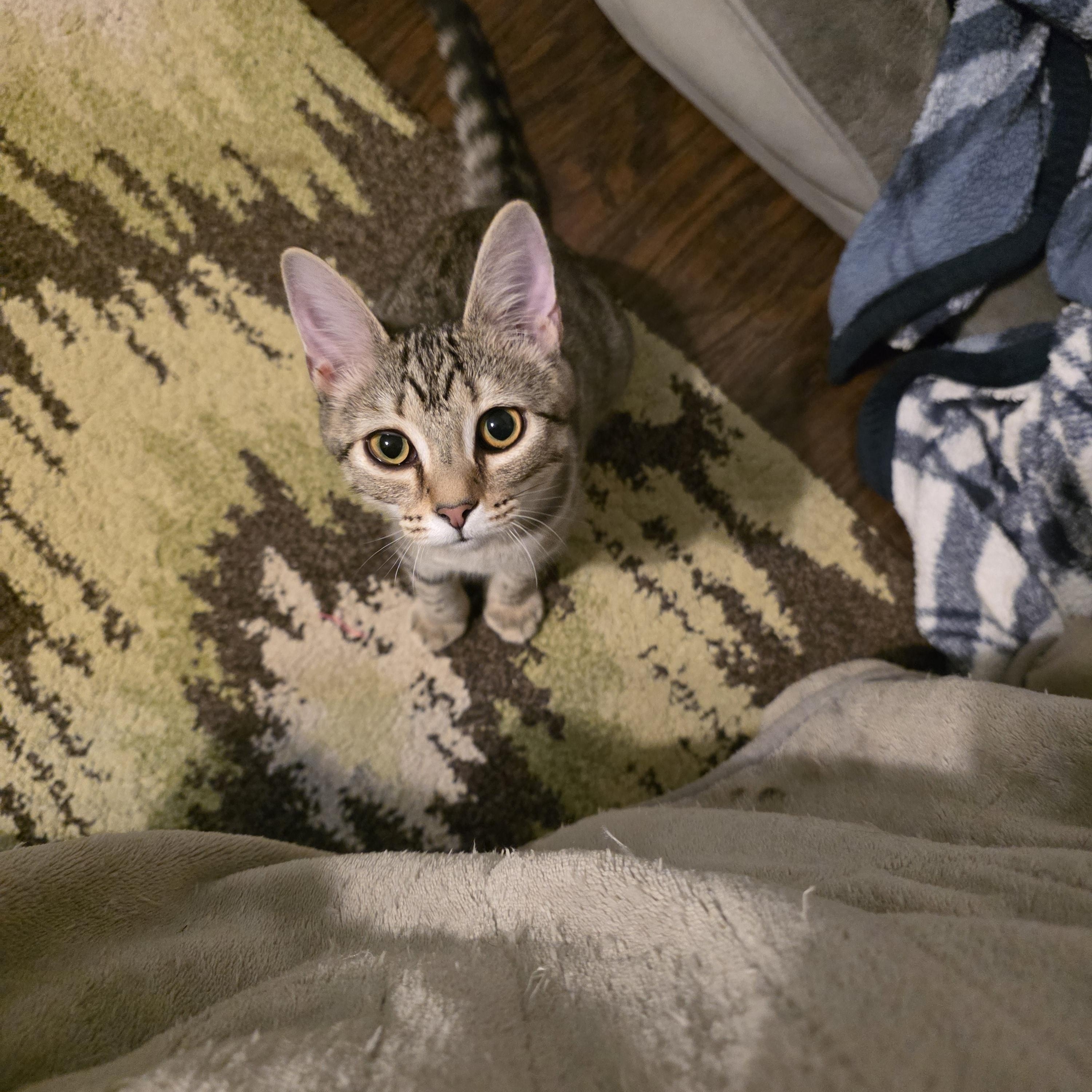 Martha, a Adopted mixed breed in OLD HICKORY, TN image 2/5