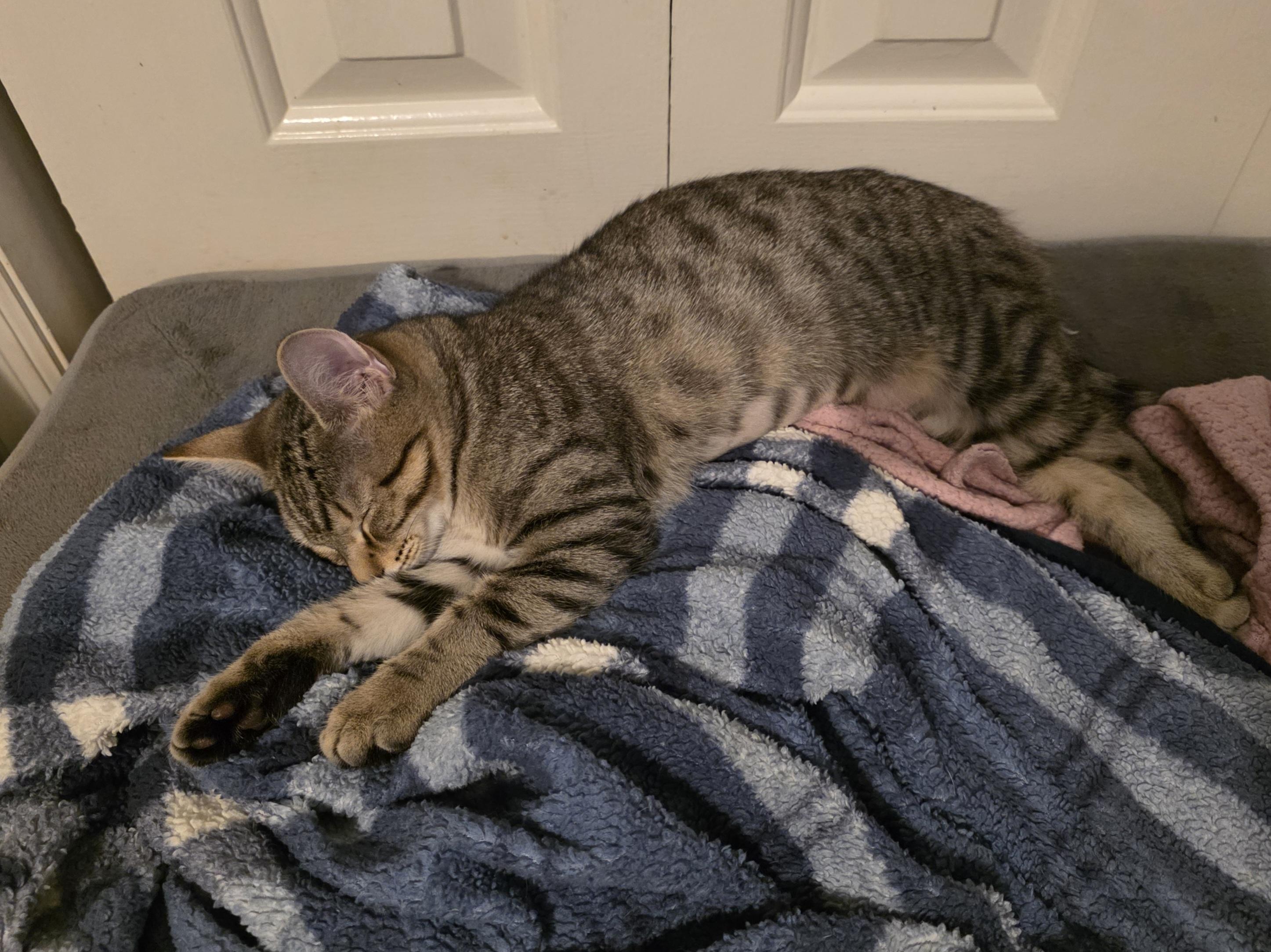 Martha, a Adopted mixed breed in OLD HICKORY, TN image 3/5