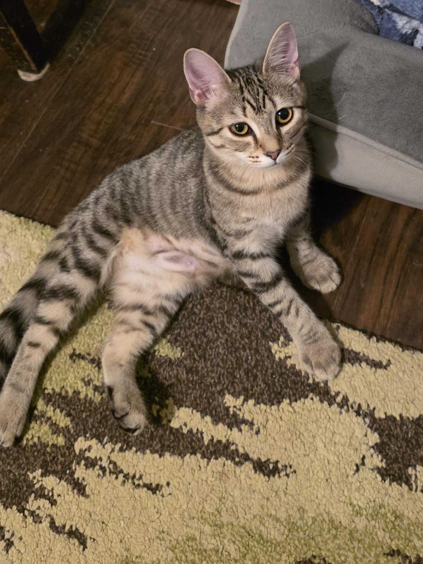 Martha, a Adopted mixed breed in OLD HICKORY, TN image 4/5