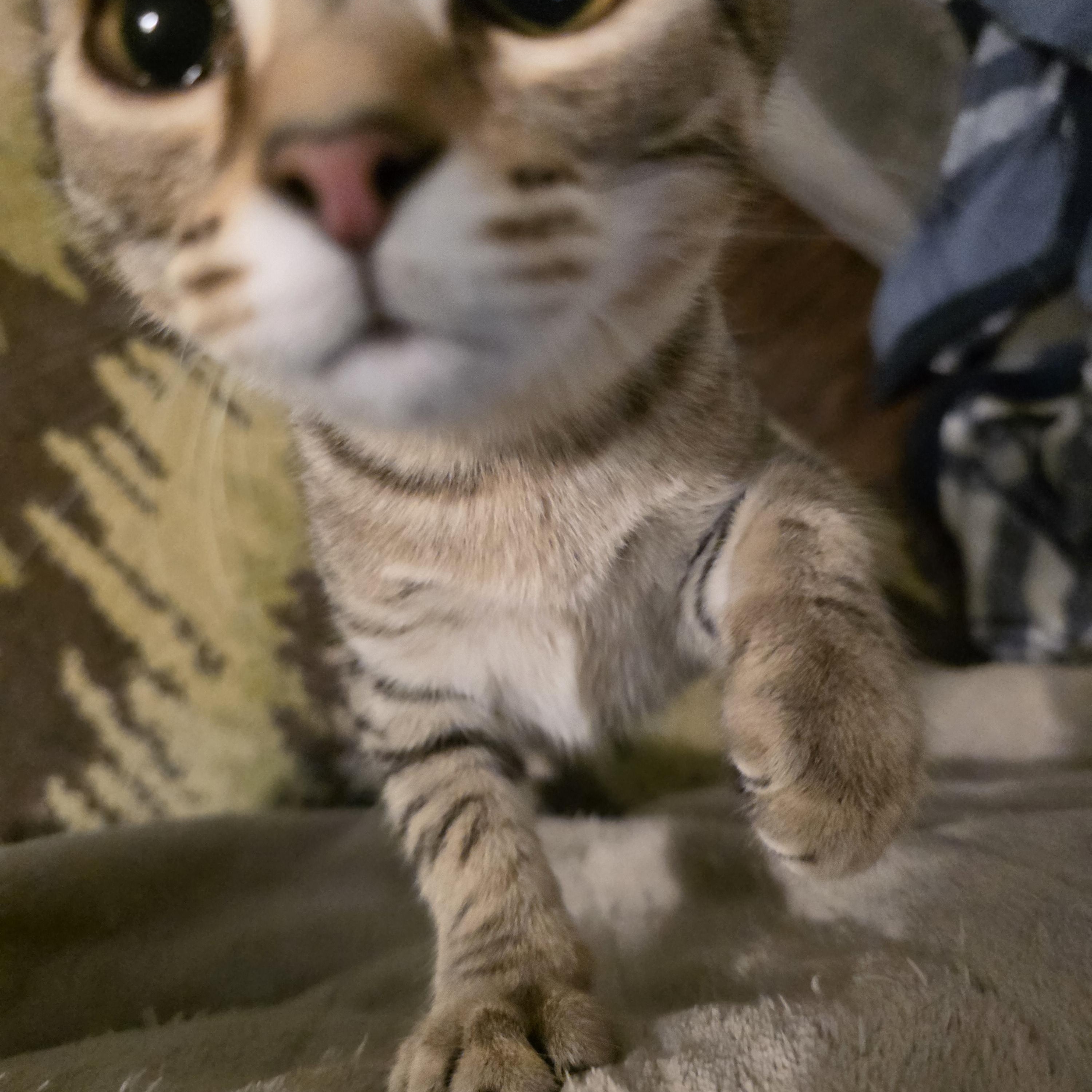 Martha, a Adopted mixed breed in OLD HICKORY, TN image 5/5