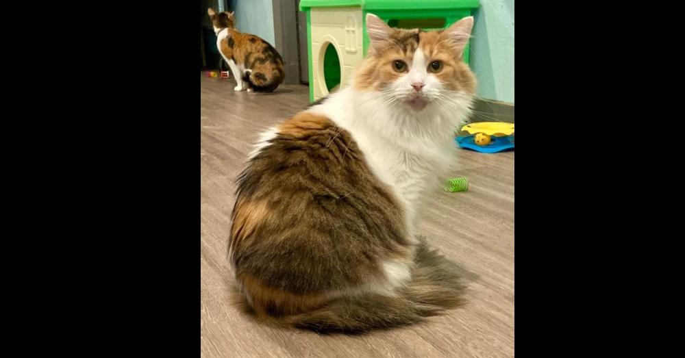 Hadley, Adoptable, Adult Female Domestic Long Hair.