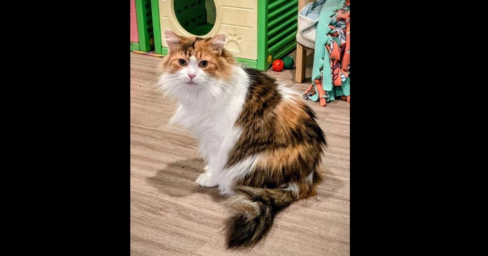 Enlarge Hadley, a Adoptable mixed breed in New Cumberland, WV image 2/2