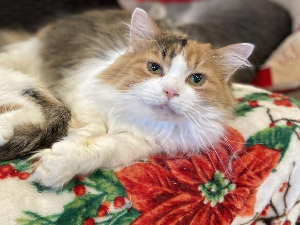 Enlarge Hadley, a Adoptable mixed breed in New Cumberland, WV image 3/3