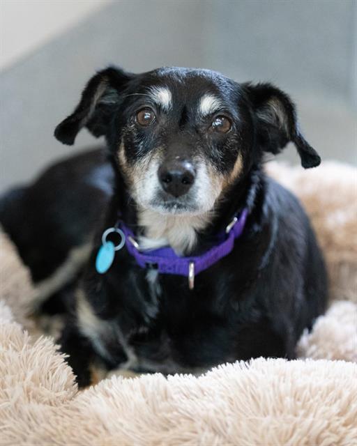 Enlarge LUCY, a Adoptable mixed breed in Leesburg, VA image 1/1