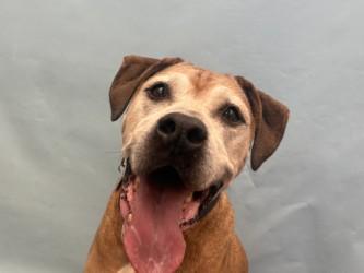 Odie, Adoptable, Adult Male Rhodesian Ridgeback & Mixed Breed.