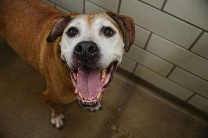 Odie, a Adoptable mixed breed in Golden Valley, MN image 2/2