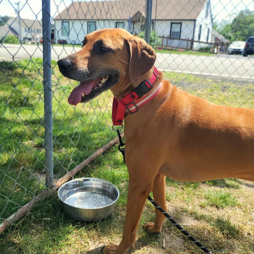 Gus, Adoptable, Senior Male Mixed Breed.