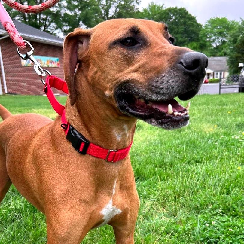 Gus, a Adoptable Mixed Breed in Fredericksburg, VA image 4/6
