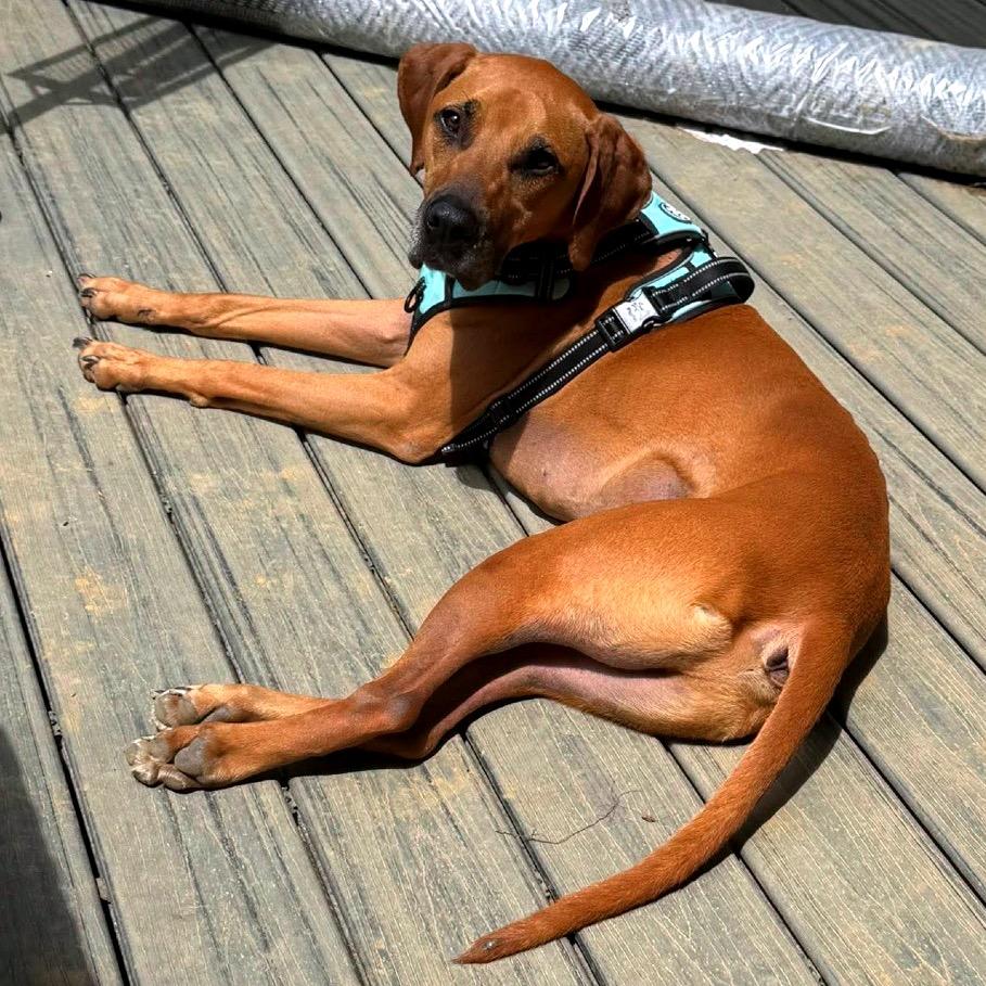 Gus, a Adoptable Mixed Breed in Fredericksburg, VA image 5/6