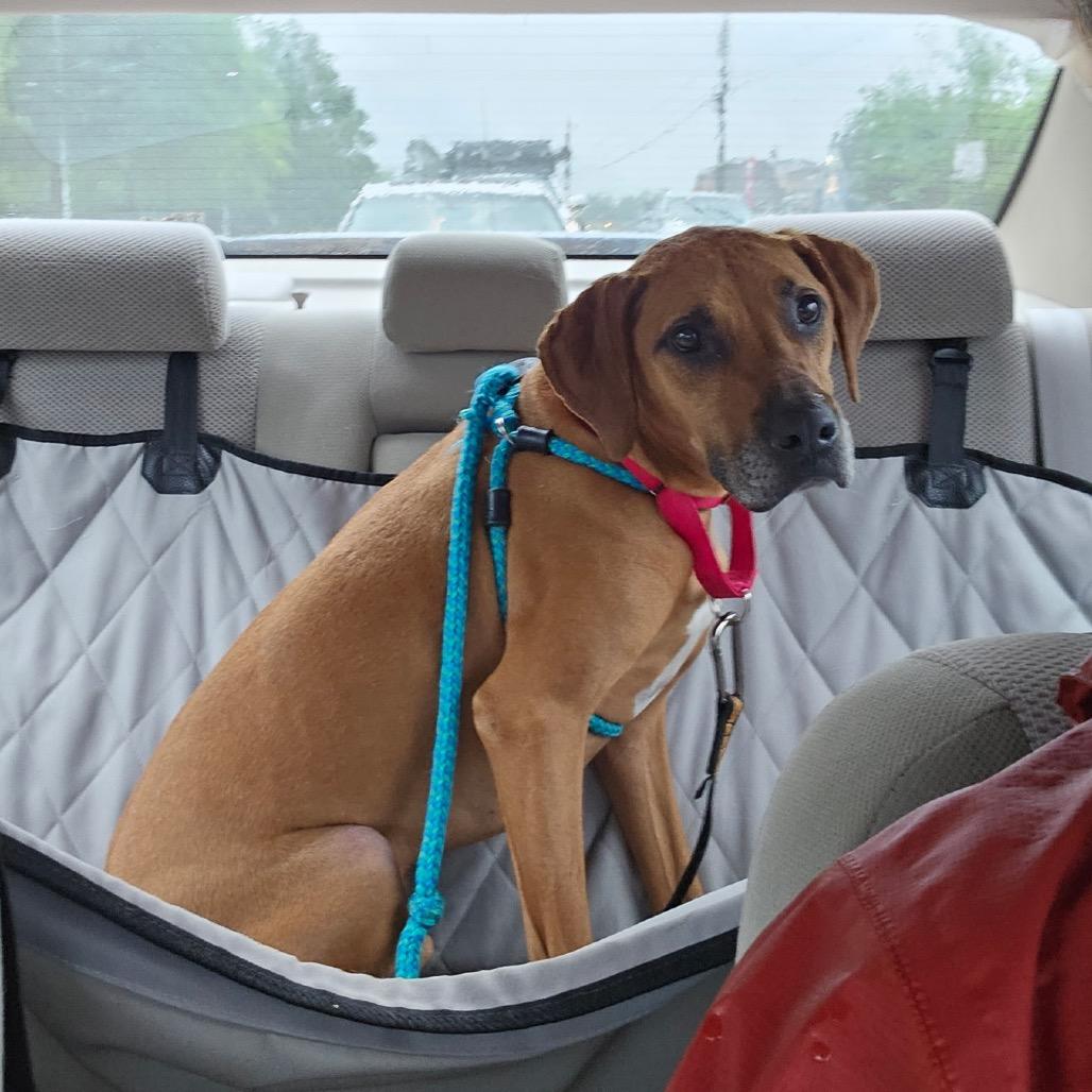 Gus, a Adoptable Mixed Breed in Fredericksburg, VA image 6/6