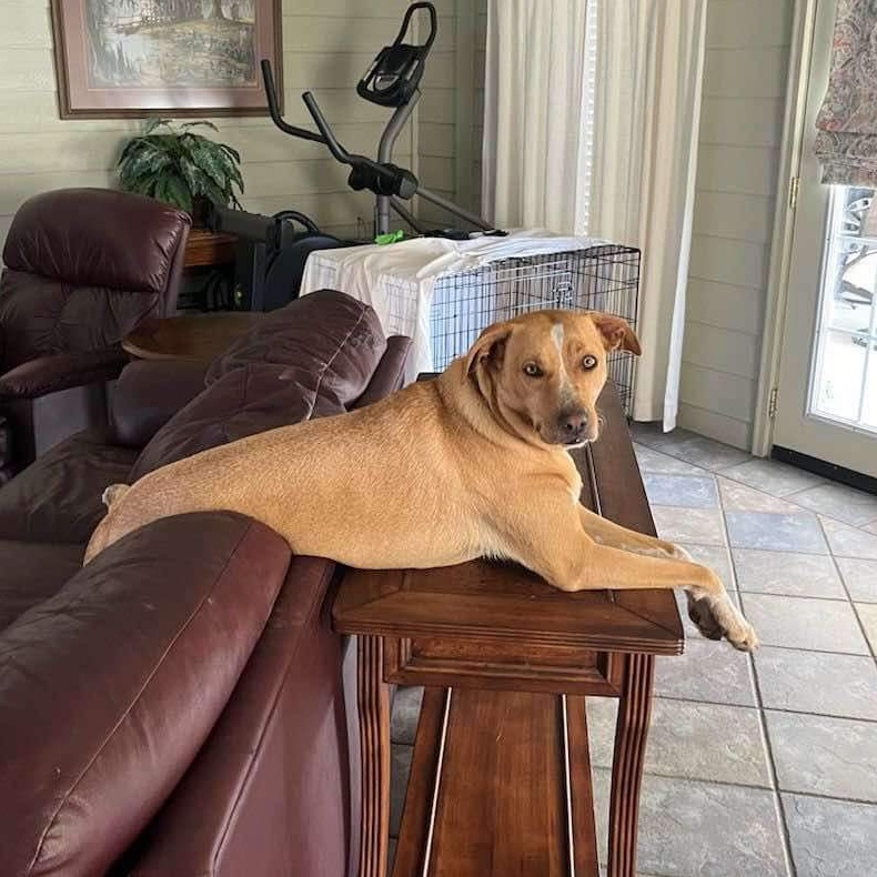 Daisy Grace, a Adoptable Labrador Retriever in Walker, LA image 1/2