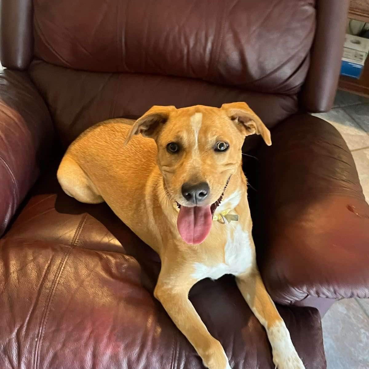 Daisy Grace, a Adoptable Labrador Retriever in Walker, LA image 2/2