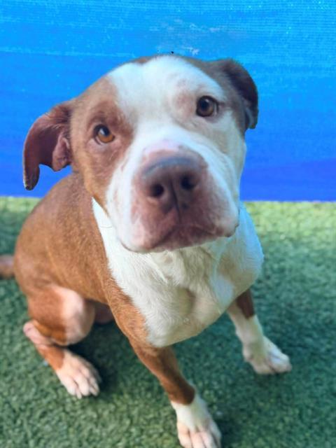 RICHIE, Adoptable, Adult Male American Staffordshire Terrier.