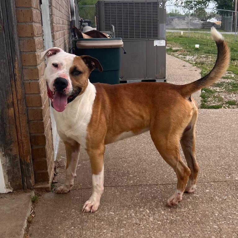 Rex, a Adoptable Pit Bull Terrier in Henderson, KY image 1/5