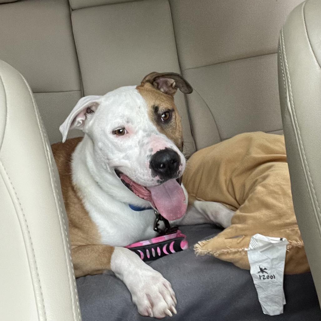 Rex, a Adoptable Pit Bull Terrier in Henderson, KY image 2/6