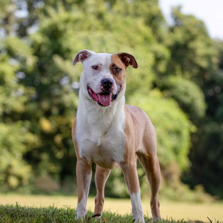 Rex, a Adoptable Pit Bull Terrier in Henderson, KY image 2/5