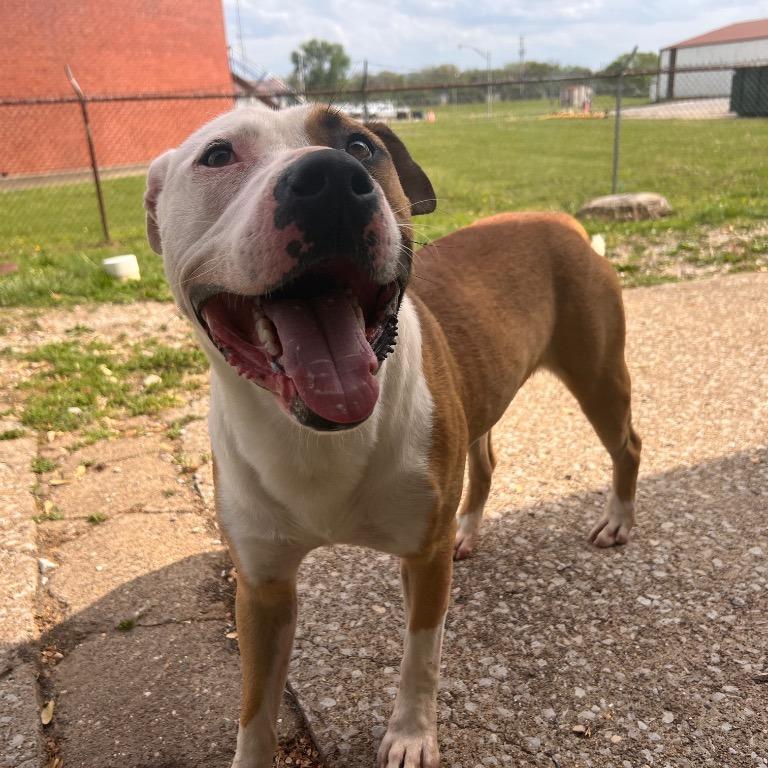 Rex, a Adoptable Pit Bull Terrier in Henderson, KY image 3/5