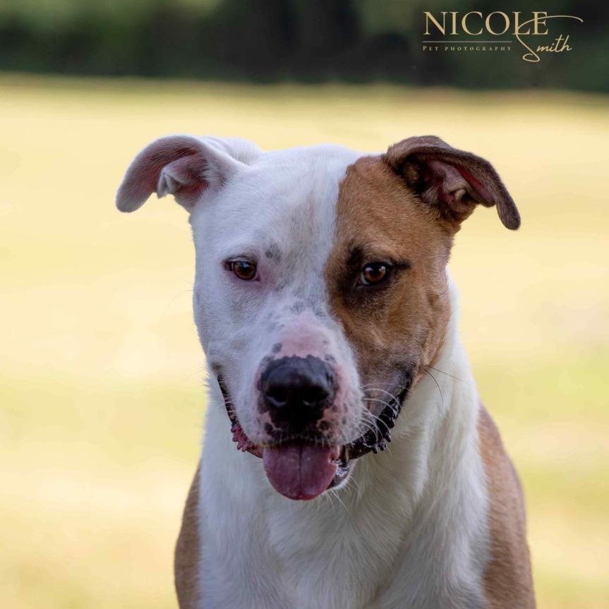 Rex, a Adoptable Pit Bull Terrier in Henderson, KY image 4/5