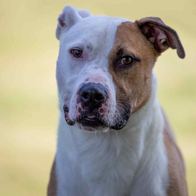 Rex, Adoptable, Adult Male Pit Bull Terrier.
