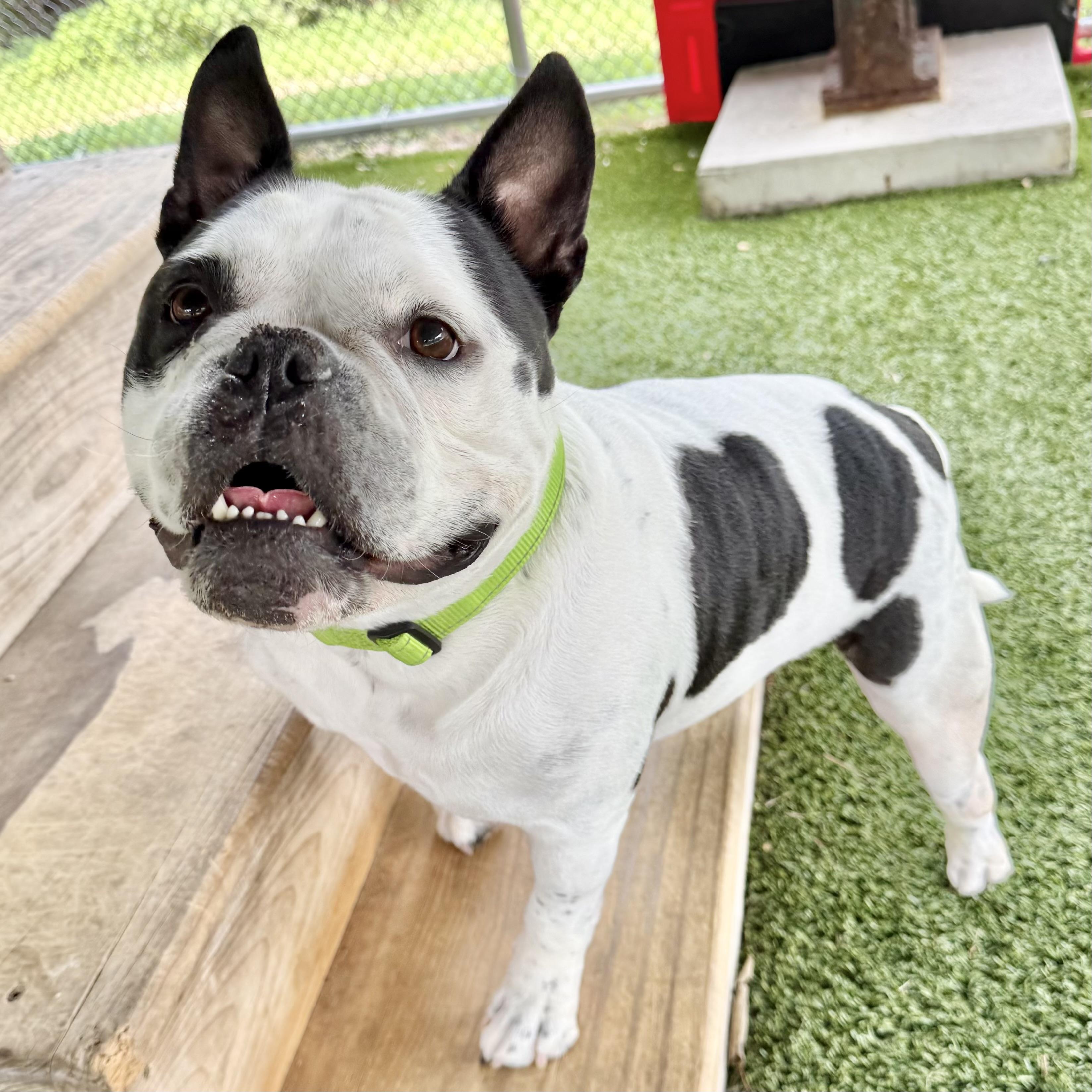 Sparky, ADOPTABLE, Adult Male American Bulldog & Pit Bull Terrier.