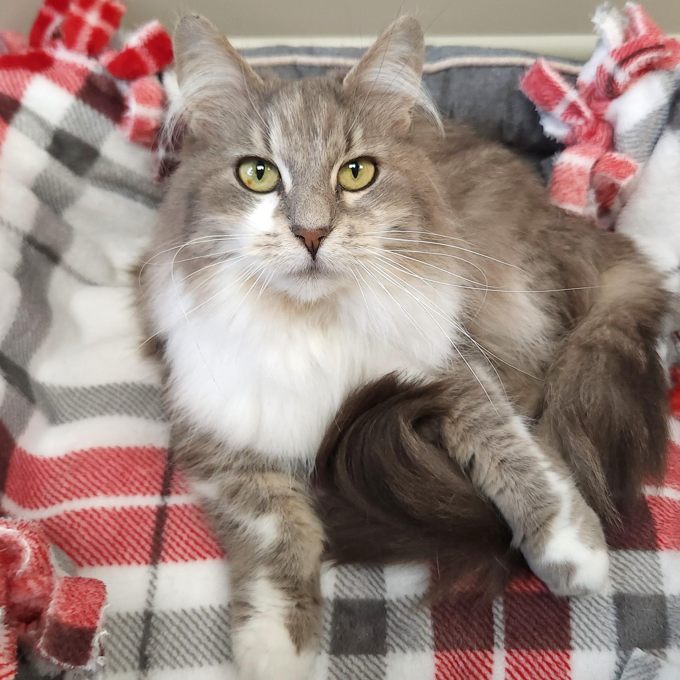 Enlarge Eudora & Gloria, a ADOPTABLE Domestic Long Hair in Marshfield, WI image 4/6